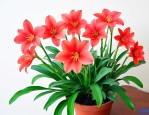 家里适合养啥花旺财运