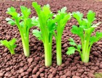 2025年芹菜籽多少天发芽