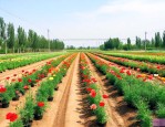 保定花卉种植基地在哪