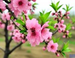榆叶梅小苗多少钱一颗