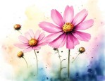 大波斯菊 花语
