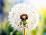 蒲公英的果实是种子吗