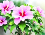 木槿花夏天可以移栽吗
