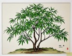 2025年南天竹是什么科的