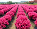 2025年红叶石楠种植密度