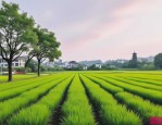 2025年绿化一亩地多少钱