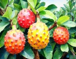 尿酸高可以吃树菠萝吗