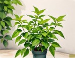 2025年什么植物驱蚊好养