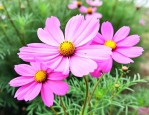 格桑花是什么时候开花