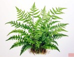 情人草蕨类植物怎么养