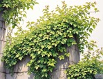 2025年不怕晒的攀爬植物