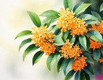 桂花是什么季节开的花