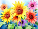 太阳花都什么颜色的花