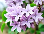 丁香花的越冬方法剧透