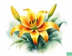 金百合花的寓意及象征