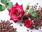 玫瑰花种子能种出来吗