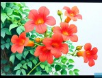 什么时候种凌霄花合适