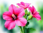 秋葵开花是什么样子的