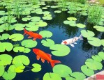 鱼池种什么水生植物好