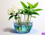 水培茉莉花的养殖方法