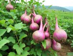 四川魔芋种植基地电话