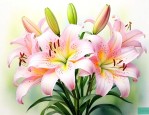 百合花开完花后怎么办
