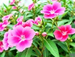 凤仙花用什么传播种子