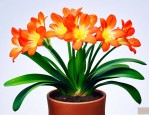 君子兰不开花是咋回事