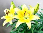 百合花黄叶是什么原因