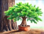 松树皮可以养发财树吗