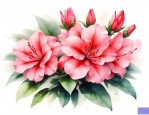 杜鹃花寓意及花语
