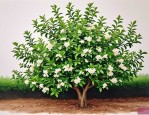 2025年九里香花怎么剪枝