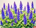 2025年蓝花鼠尾草多少钱
