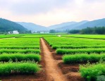 苗圃基地需要什么手续