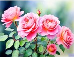 家里可以种植月季花吗