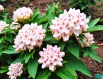 野生七叶一枝花市场价