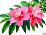 合欢花与芙蓉花的区别