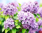 4438丁香花五月天
