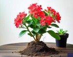 落地生根嫁接长寿花养护