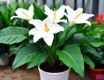 白鹤芋水养的养殖方法