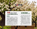 2025年文冠果种子报价表