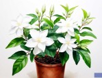 风车茉莉花的养殖方法