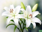 白色百合花一般送给什么人