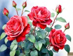 月季花红双喜的优缺点