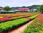 2025年随县煜然苗圃基地