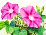 牵牛花具有怎样的特点