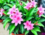 绿萝花大概多少钱一斤