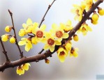 腊梅花籽什么时候播种