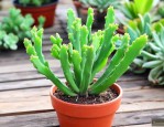 多肉招财手植物怎么养