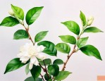 茉莉花枝叶枯萎怎么办